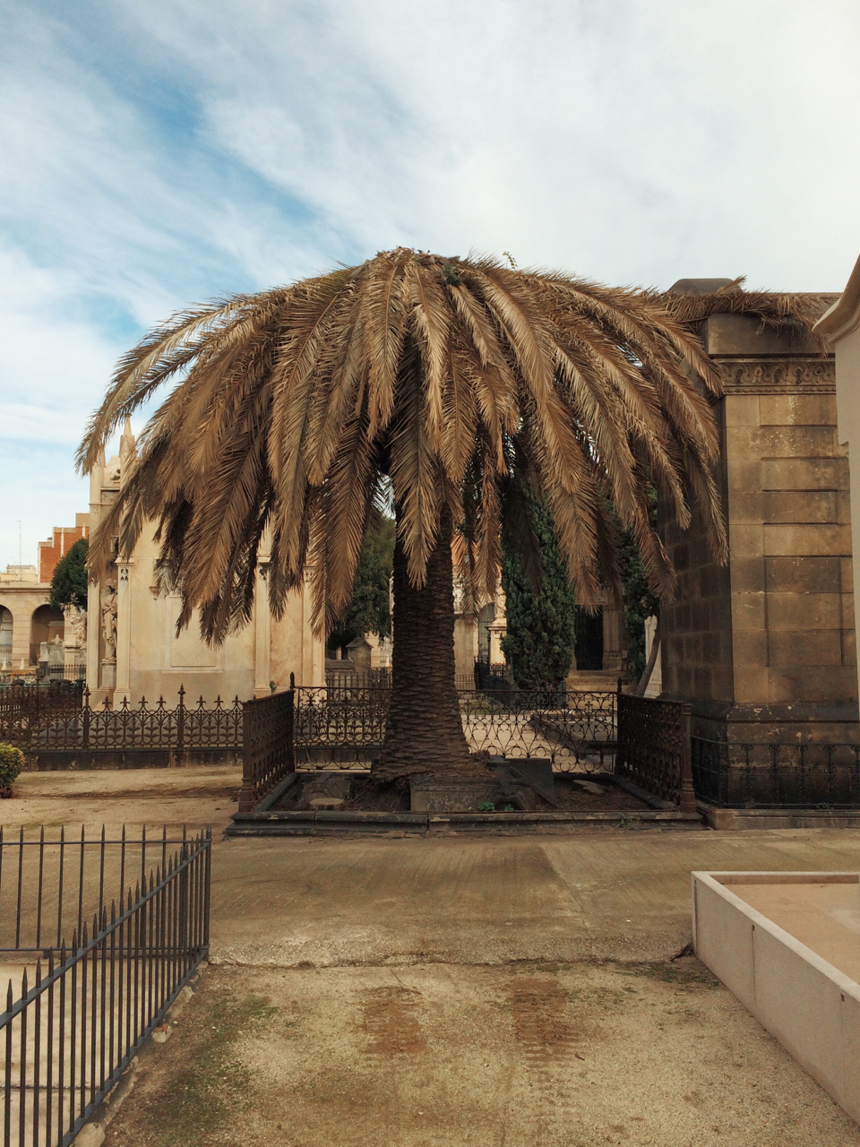 "La palmera"
